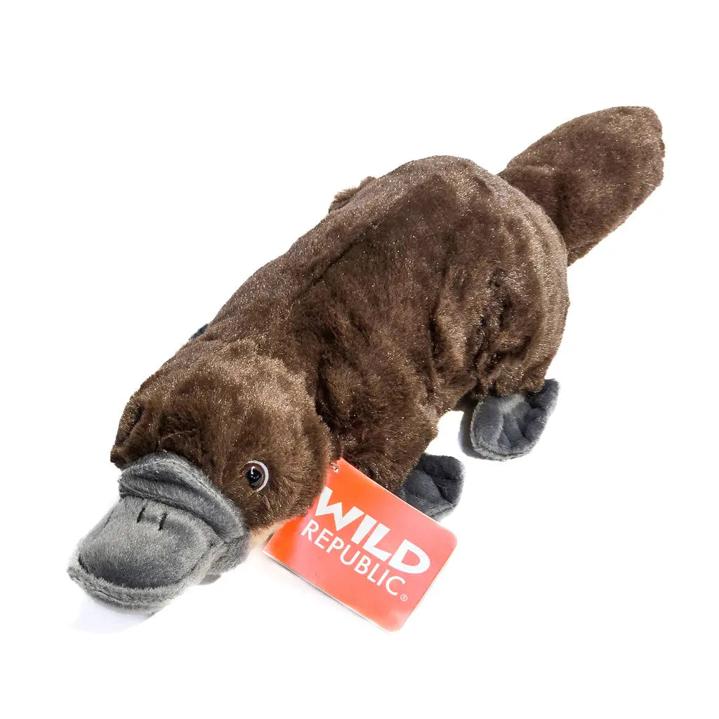 32cm Cuddly Platypus - Allanson Souvenirs